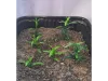 Picture of 1/35 Small Weeds – Medium/Light Green (High Quality Plastic Plants) - Reality in Scale PP001