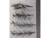 Picture of 1/35 Small Weeds – Dark Green (High Quality Plastic Plants) - Reality in Scale PP002