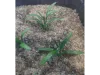 Picture of 1/35 Small Weeds – Dark Green (High Quality Plastic Plants) - Reality in Scale PP002