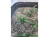 Picture of 1/35 Small Weeds – Dark Green (High Quality Plastic Plants) - Reality in Scale PP002