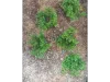 Picture of 1/35 Wild Bushes – Dark Green (High Quality Plastic Plants) - Reality in Scale PP004