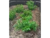 Picture of 1/35 Wild Bushes – Dark Green (High Quality Plastic Plants) - Reality in Scale PP004