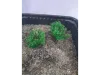 Picture of 1/35 Wild Bushes – Dark Green (High Quality Plastic Plants) - Reality in Scale PP004