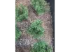 Picture of 1/35 Wild Bushes – Dark Green (High Quality Plastic Plants) - Reality in Scale PP004