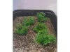 Picture of 1/35 Wild Bushes – Dark Green (High Quality Plastic Plants) - Reality in Scale PP004