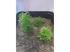 Picture of 1/35 Wild Bushes – Spring Green (High Quality Plastic Plants) - Reality in Scale PP005