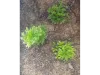 Picture of 1/35 Wild Bushes – Spring Green (High Quality Plastic Plants) - Reality in Scale PP005