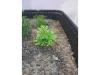 Picture of 1/35 Wild Bushes – Spring Green (High Quality Plastic Plants) - Reality in Scale PP005