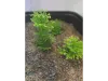 Picture of 1/35 Wild Bushes – Spring Green (High Quality Plastic Plants) - Reality in Scale PP005