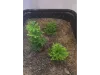 Picture of 1/35 Wild Bushes – Spring Green (High Quality Plastic Plants) - Reality in Scale PP005