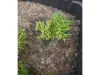 Picture of 1/35 Wild Bushes – Multicolor Medium/Dark Green (High Quality Plastic Plants) - Reality in Scale PP006