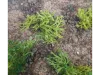 Picture of 1/35 Wild Bushes – Multicolor Medium/Dark Green (High Quality Plastic Plants) - Reality in Scale PP006