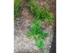Picture of 1/35 Wild Bushes – Multicolor Medium/Dark Green (High Quality Plastic Plants) - Reality in Scale PP006