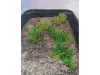 Picture of 1/35 Wild Bushes – Multicolor Medium/Dark Green (High Quality Plastic Plants) - Reality in Scale PP006