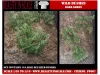 Picture of 1/35 Wild Bushes – Dark Green Set 2 (High Quality Plastic Plants) - Reality in Scale PP007