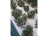 Picture of 1/35 Wild Bushes – Dark Green Set 2 (High Quality Plastic Plants) - Reality in Scale PP007