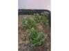 Picture of 1/35 Wild Bushes – Dark Green Set 2 (High Quality Plastic Plants) - Reality in Scale PP007