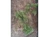 Picture of 1/35 Wild Bushes – Dark Green Set 2 (High Quality Plastic Plants) - Reality in Scale PP007