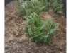 Picture of 1/35 Wild Bushes – Dark Green Set 2 (High Quality Plastic Plants) - Reality in Scale PP007