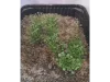 Picture of 1/35 High Bushes – Dark Green (High Quality Plastic Plants) - Reality in Scale PP009