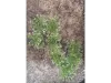 Picture of 1/35 High Bushes – Dark Green (High Quality Plastic Plants) - Reality in Scale PP009