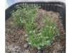 Picture of 1/35 High Bushes – Dark Green (High Quality Plastic Plants) - Reality in Scale PP009
