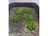 Picture of 1/35 Low Bushes – Light Green (High Quality Plastic Plants) - Reality in Scale PP010
