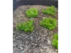 Picture of 1/35 Low Bushes – Light Green (High Quality Plastic Plants) - Reality in Scale PP010