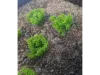 Picture of 1/35 Low Bushes – Light Green (High Quality Plastic Plants) - Reality in Scale PP010