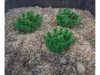 Picture of 1/35 Low Bushes – Dark Green (High Quality Plastic Plants) - Reality in Scale PP011
