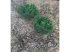 Picture of 1/35 Low Bushes – Dark Green (High Quality Plastic Plants) - Reality in Scale PP011