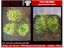 Picture of 1/35 Tall Bushes – Medium/Light Green (High Quality Plastic Plants) - Reality in Scale PP012