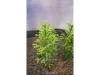 Picture of 1/35 Tall Bushes – Medium/Light Green (High Quality Plastic Plants) - Reality in Scale PP012