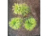 Picture of 1/35 Tall Bushes – Medium/Light Green (High Quality Plastic Plants) - Reality in Scale PP012