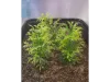 Picture of 1/35 Tall Bushes – Medium/Light Green (High Quality Plastic Plants) - Reality in Scale PP012