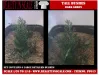 Picture of 1/35 Tall Bushes – Dark Green (High Quality Plastic Plants) - Reality in Scale PP013