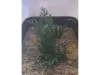 Picture of 1/35 Tall Bushes – Dark Green (High Quality Plastic Plants) - Reality in Scale PP013