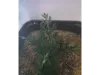 Picture of 1/35 Tall Bushes – Dark Green (High Quality Plastic Plants) - Reality in Scale PP013