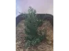 Picture of 1/35 Tall Bushes – Dark Green (High Quality Plastic Plants) - Reality in Scale PP013