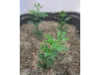 Picture of 1/35 Small Tree Type 1 (High Quality Plastic Plants) - Reality in Scale PP014