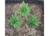 Picture of 1/35 Small Tree Type 1 (High Quality Plastic Plants) - Reality in Scale PP014