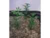 Picture of 1/35 Small Tree Type 1 (High Quality Plastic Plants) - Reality in Scale PP014