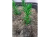 Picture of 1/35 Small Tree Type 2 (High Quality Plastic Plants) - Reality in Scale PP015