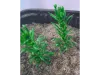 Picture of 1/35 Small Tree Type 2 (High Quality Plastic Plants) - Reality in Scale PP015