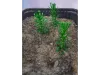 Picture of 1/35 Small Tree Type 2 (High Quality Plastic Plants) - Reality in Scale PP015