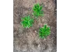 Picture of 1/35 Small Tree Type 2 (High Quality Plastic Plants) - Reality in Scale PP015