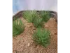 Picture of 1/35 Desert Bushes Type 1 (High Quality Plastic Plants) - Reality in Scale PP016