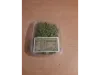 Picture of 1/35 Desert Bushes Type 2 (High Quality Plastic Plants) - Reality in Scale PP017