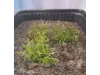 Picture of 1/35 Desert Bushes Type 2 (High Quality Plastic Plants) - Reality in Scale PP017