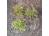 Picture of 1/35 Desert Bushes Type 2 (High Quality Plastic Plants) - Reality in Scale PP017